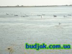 Лебеді з качками біля ЛАГУНИ.. База відпочинку «Лагуна», курорт Катранка.